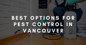 Best Pest Control in Vancouver