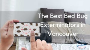 Best Bed Bugs in Vancouver