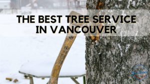 Best Tree Service in Vancouver