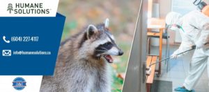 Humane Solutions Wildlife & Pest Control