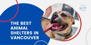 Best Animal Shelters in Vancouver