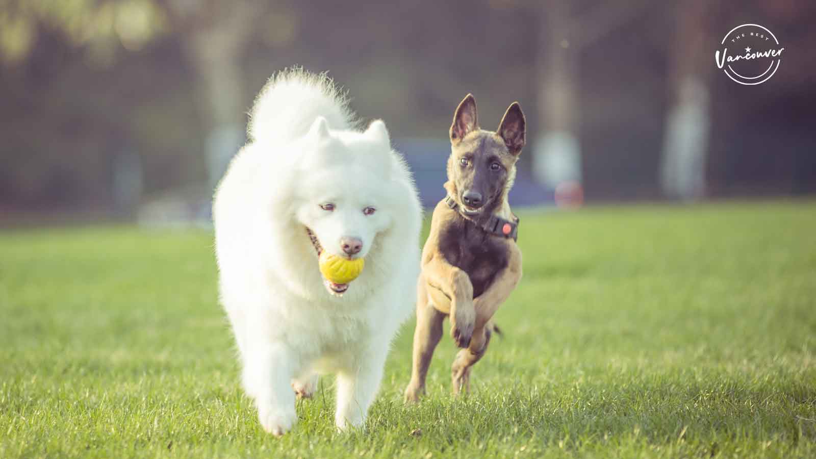 Best Dog Daycares in Vancouver