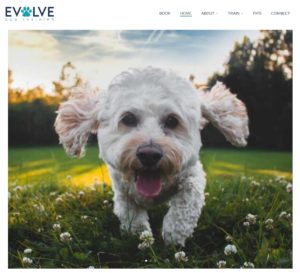 Evolve Dog Training