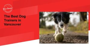 The 5 Best Dog Trainers in Vancouver