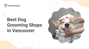 The 5 Best Dog Grooming Shops in Vancouver