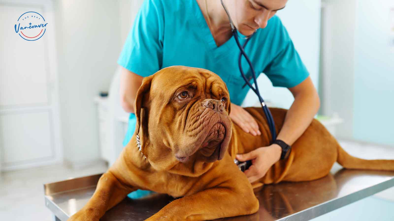 Best Animal Hospitals in Vancouver