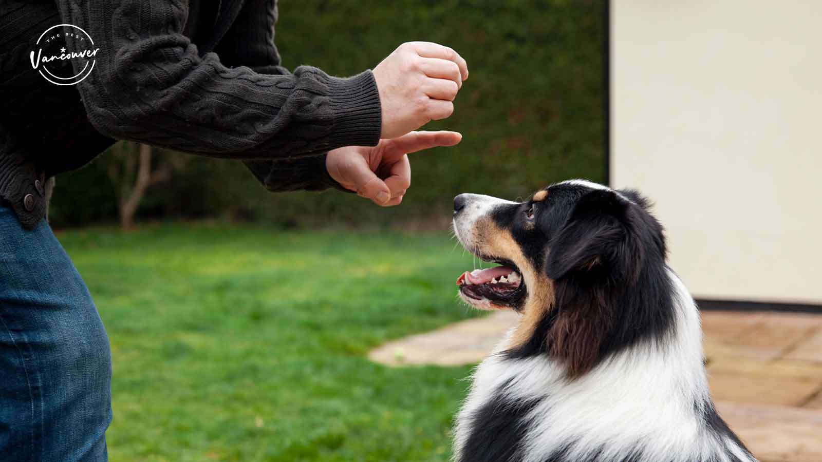Best Dog Boarding Centers in Vancouver