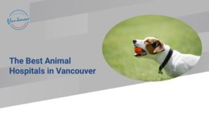 The 4 Best Animal Hospitals in Vancouver