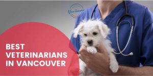 Top 4 Best Veterinarians in Vancouver