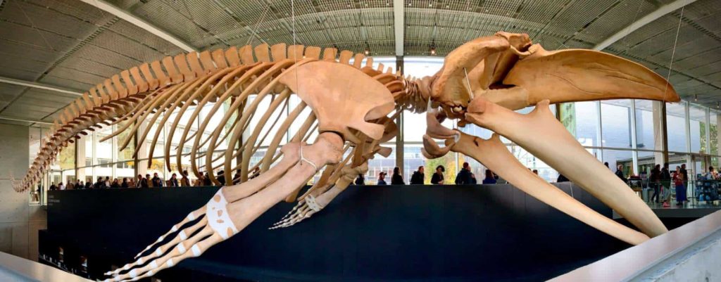 Beaty Biodiversity Museum