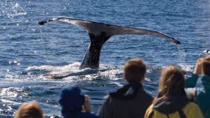 Is Whale Watching in Vancouver Worth It