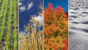 The Four Seasons of Vancouver