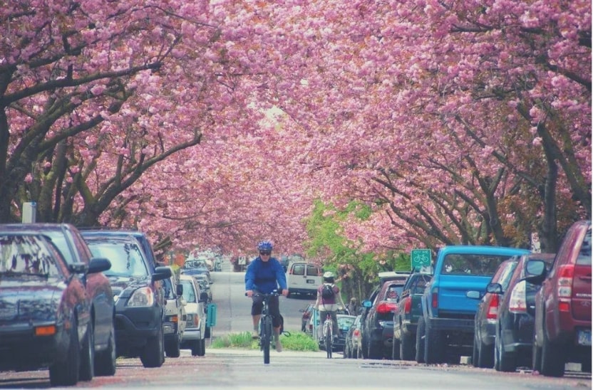 Vancouver Cherry Blossom Festival