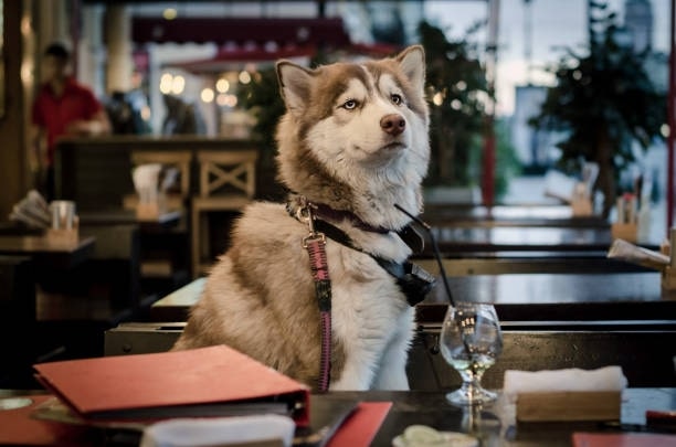 A pawsome guide to our top 15 dog-friendly restaurants in Toronto