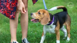 Best Dog Parks in Vancouver