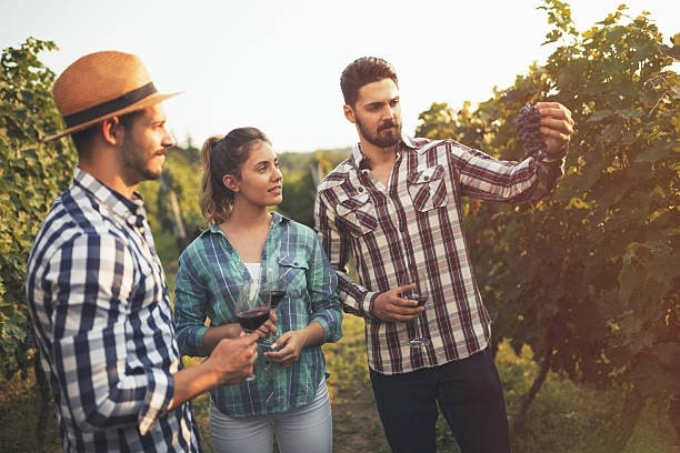 What to do during a wine tasting and wine tour