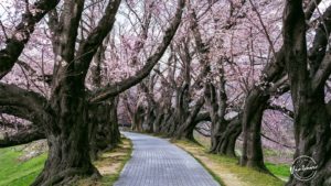 Cherry Blossom Guide in Vancouver