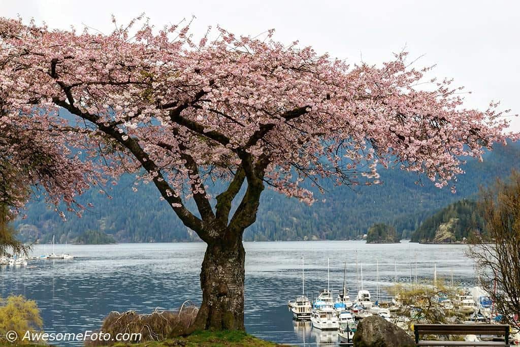 Deep Cove