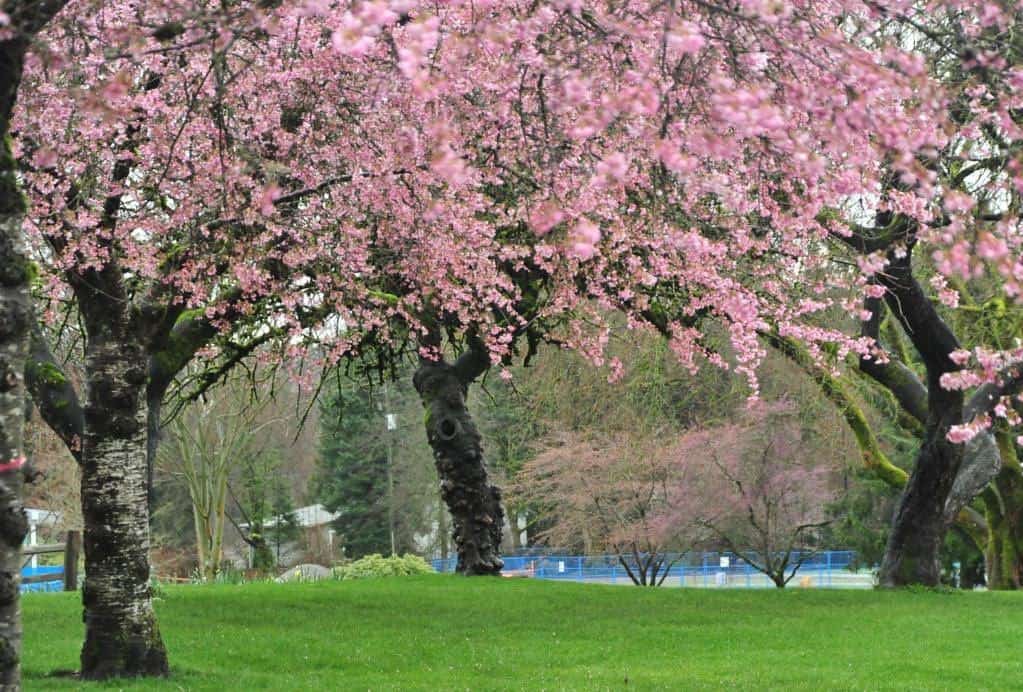 Deer Lake Park