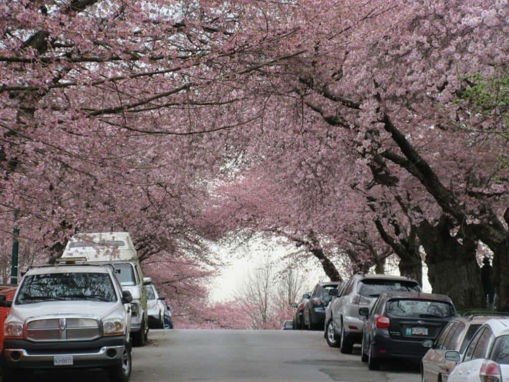 History of Cherry Blossoms in Vancouver