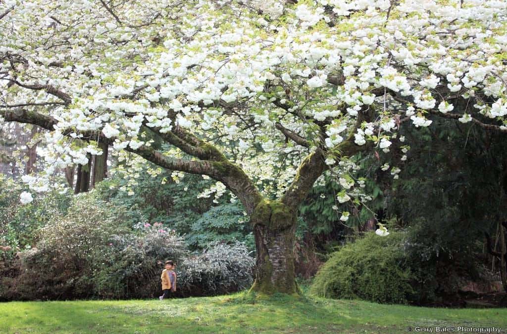 Japanese Memorial Garden
