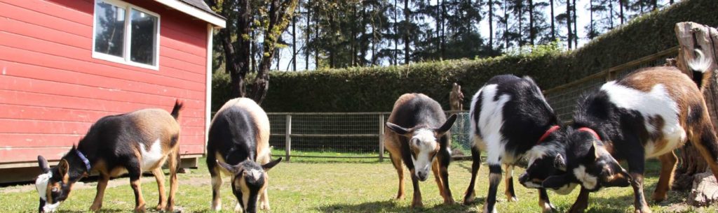 Meet Animals at Maplewood Farm