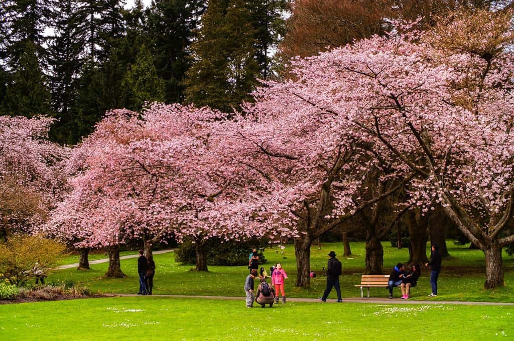 Park Avenue Cherry Blossoms - Katie's Bliss