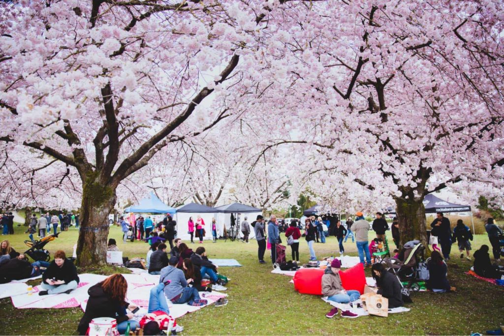 The Vancouver Cherry Blossom Festival