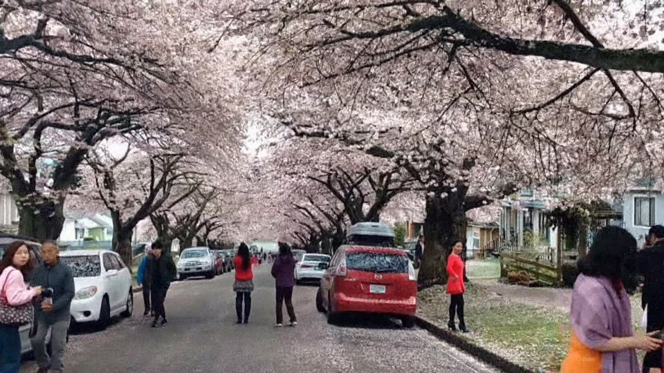 There are currently over 40,000 cherry trees in Vancouver