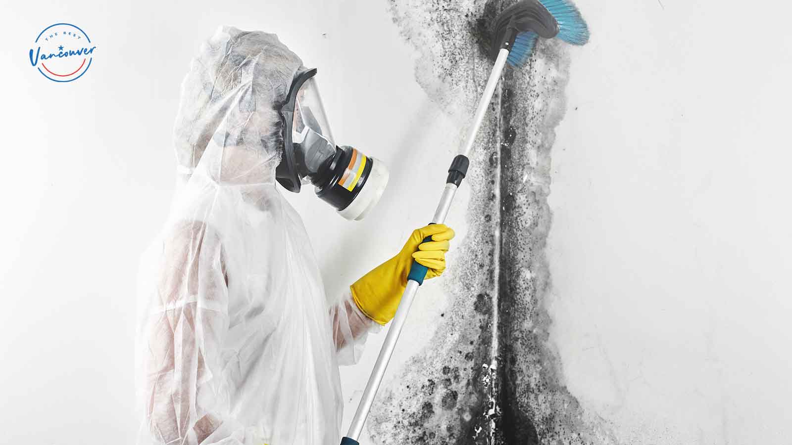 Best Mold Removal Companies in Vancouver