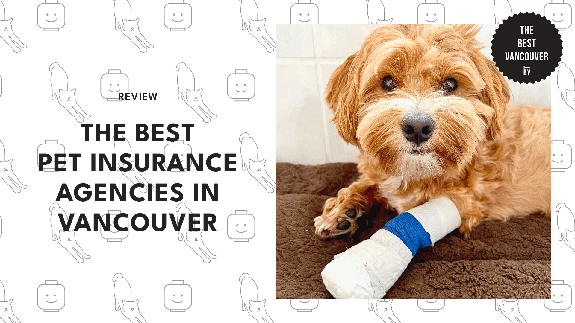 The 5 Best Pet Insurance Agencies in Vancouver