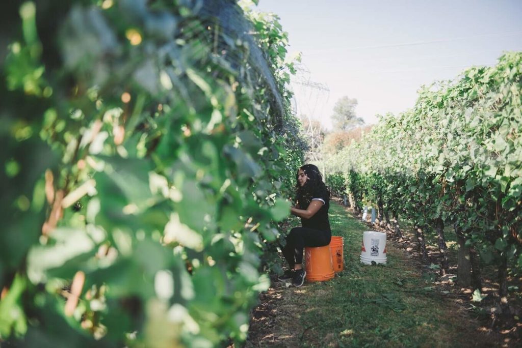 Backyard Vineyards
