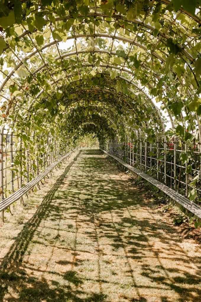 Lulu Island Winery