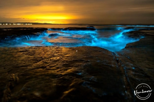 Bioluminescence Hotspots on Vancouver Island