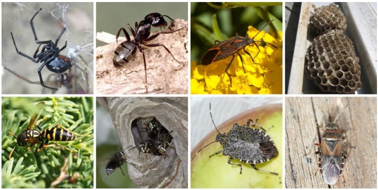 Type of Pest