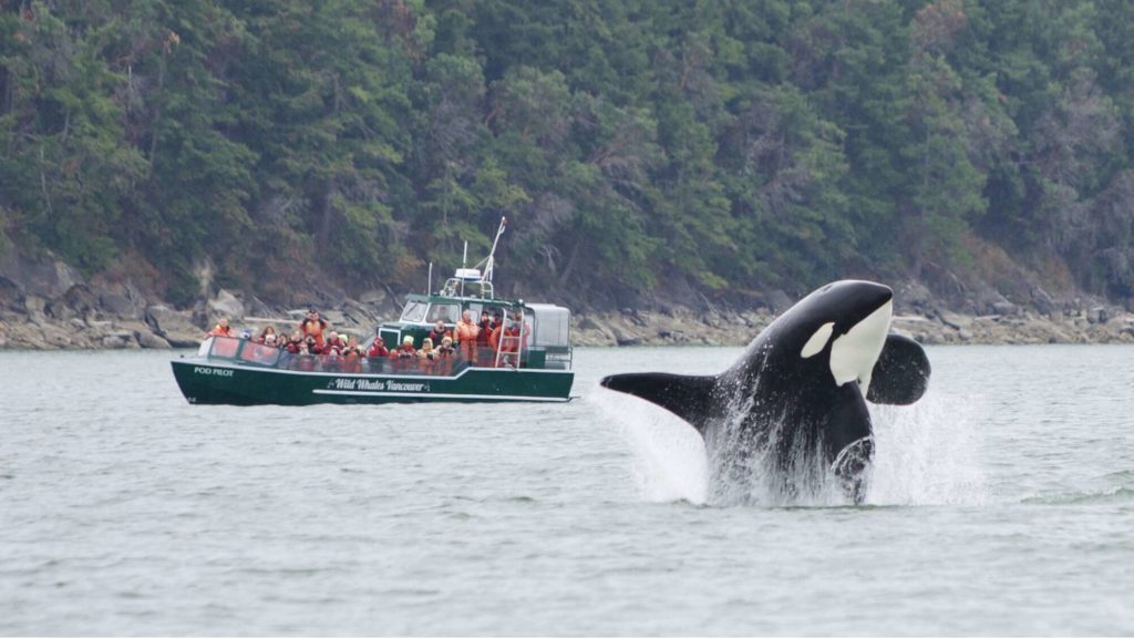 Watch Some Whales