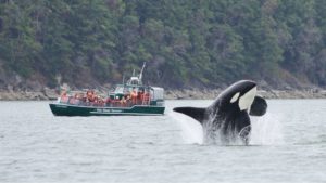 Watch Some Whales