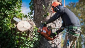 What is an arborist and what do they do