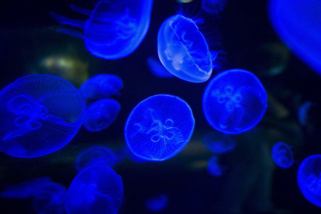 What is bioluminescence