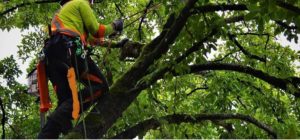 When do you need an arborist
