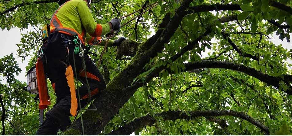 When do you need an arborist
