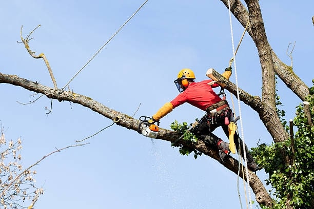 You Need to Hire an Arborist