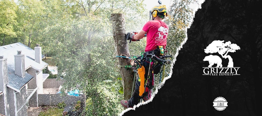 grizzly tree experts