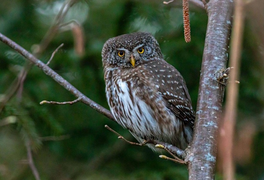 Spot Birds during Your Hike
