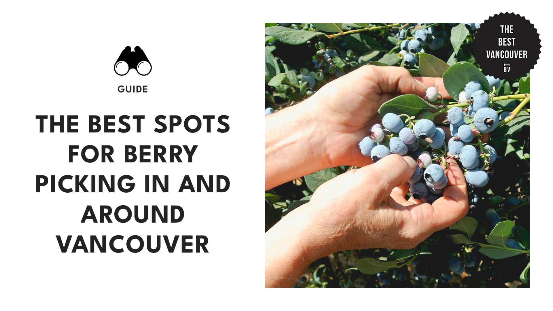 Best Spots For Berry Picking