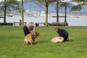 Chat Up Other Dog-Owners