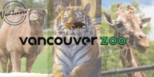 Greater Vancouver Zoo Guide Vancouver's Wildlife Sanctuary