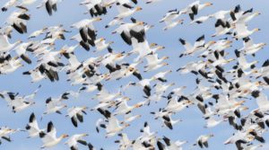 How to Get to Reifel Bird Sanctuary