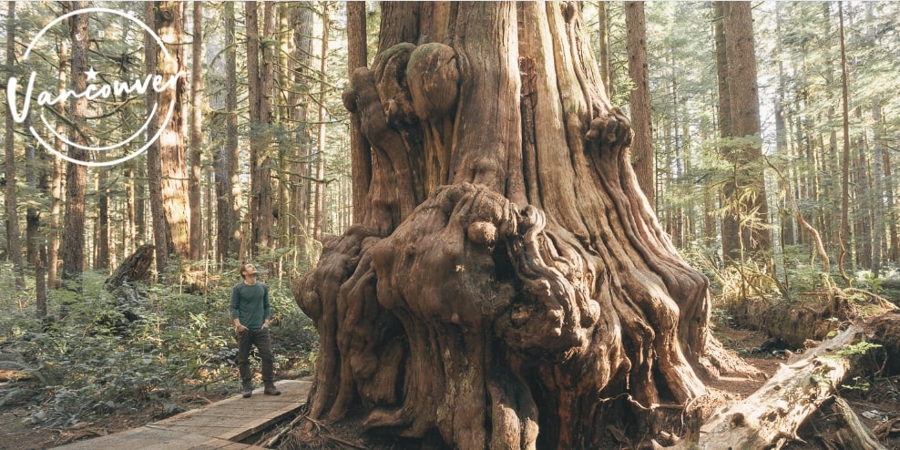 How to Explore Avatar Grove Vancouver