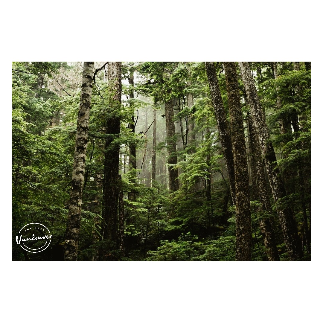 Ultimate Guide to Vancouver Rainforest